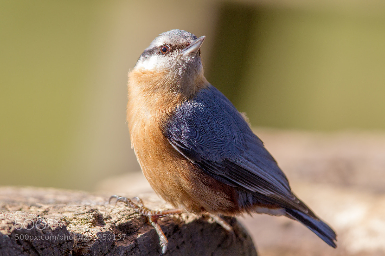 Canon EOS-1D Mark IV sample photo. Eurasian nuthatch (sitta europaea) photography