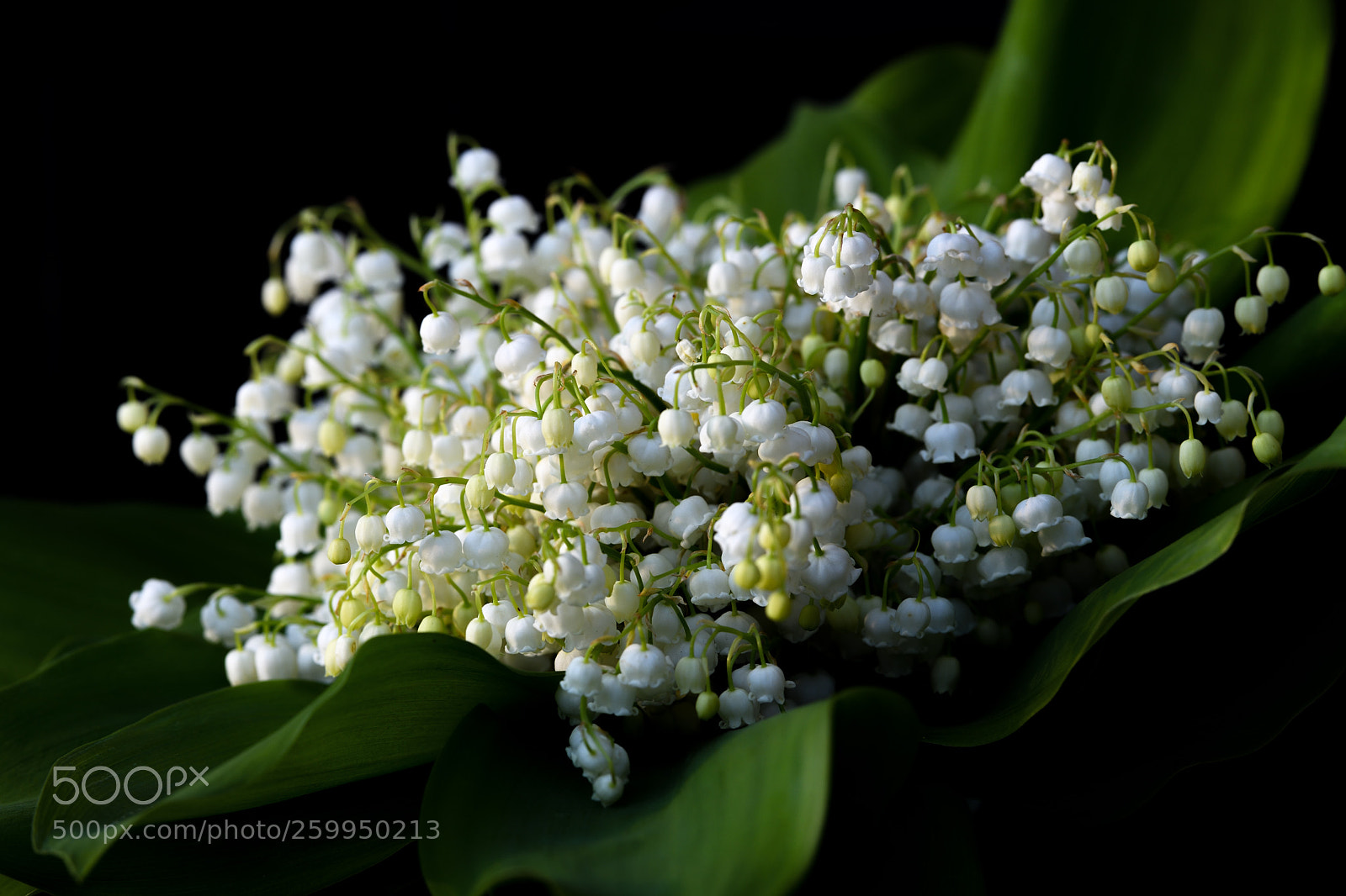 Nikon D850 sample photo. Ландыши photography