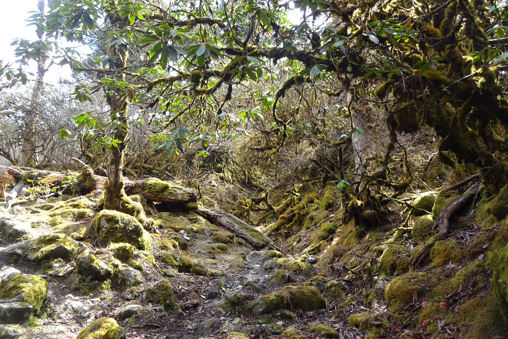 Sony Cyber-shot DSC-WX220 sample photo. Green forest photography