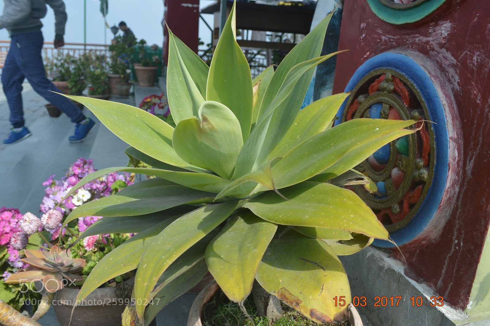 Nikon D3200 sample photo. A real tree photography