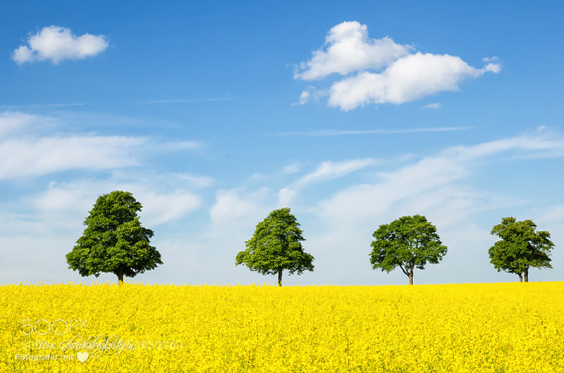 Canon EOS 5D sample photo. Blooming rapeseed field photography