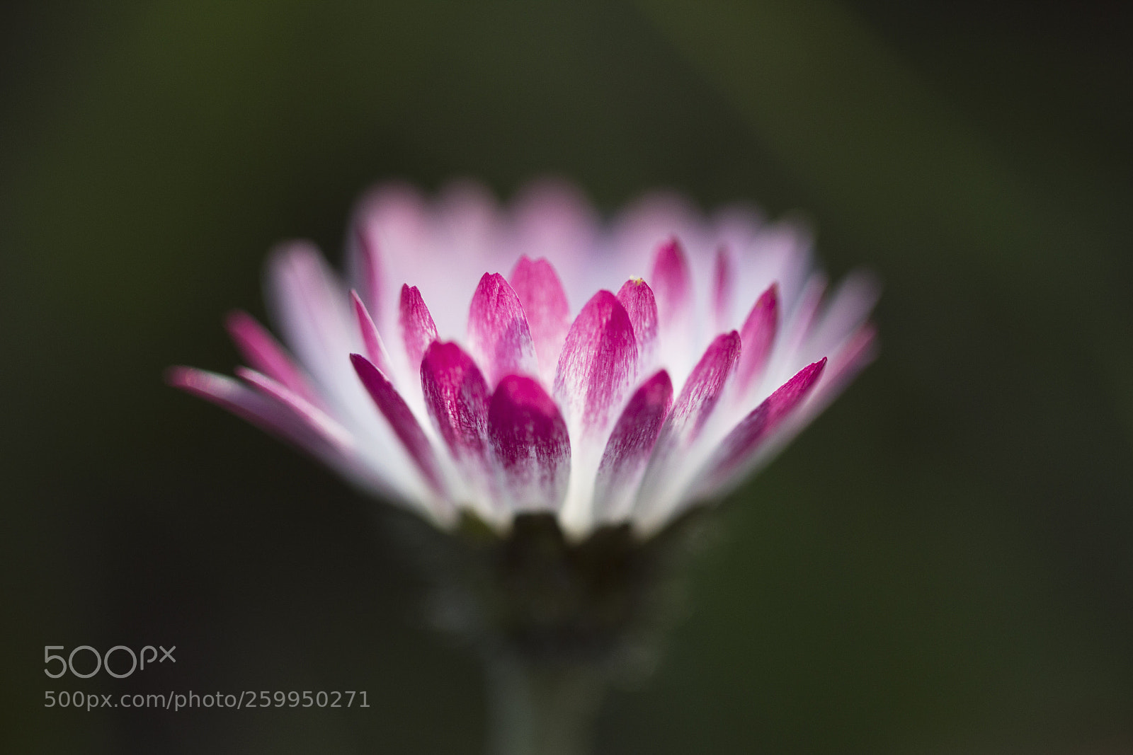 Canon EOS 60D sample photo. G nsebl mchen bellis photography