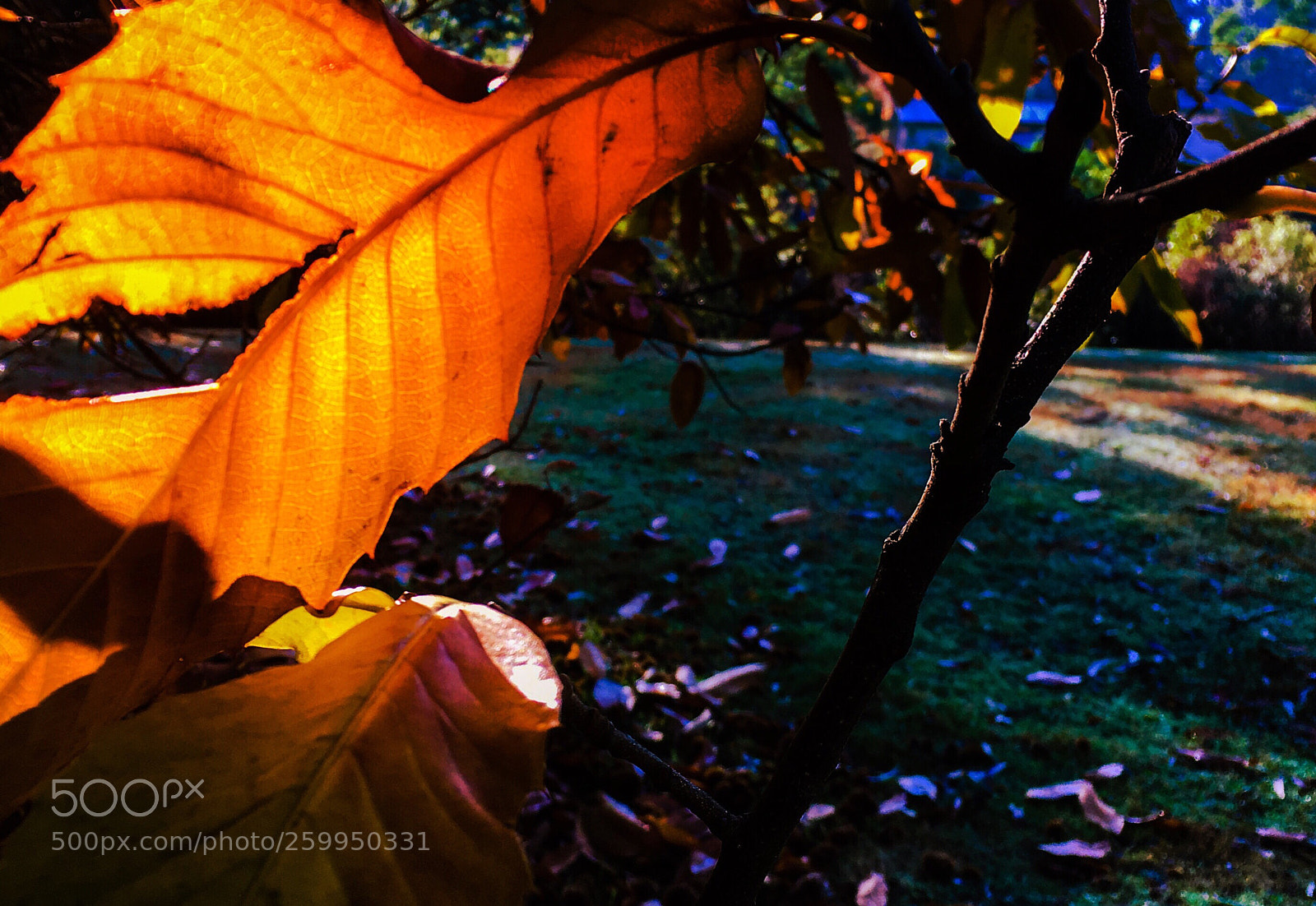 Apple iPhone 6s sample photo. Autumn leaves photography
