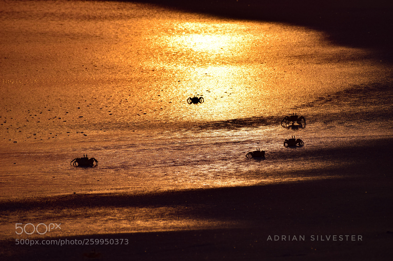 Nikon D5300 sample photo. Golden sand photography