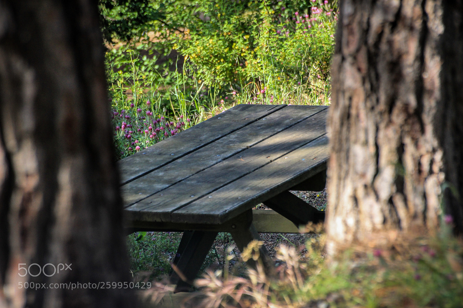 Canon EOS 60D sample photo. In the forest photography