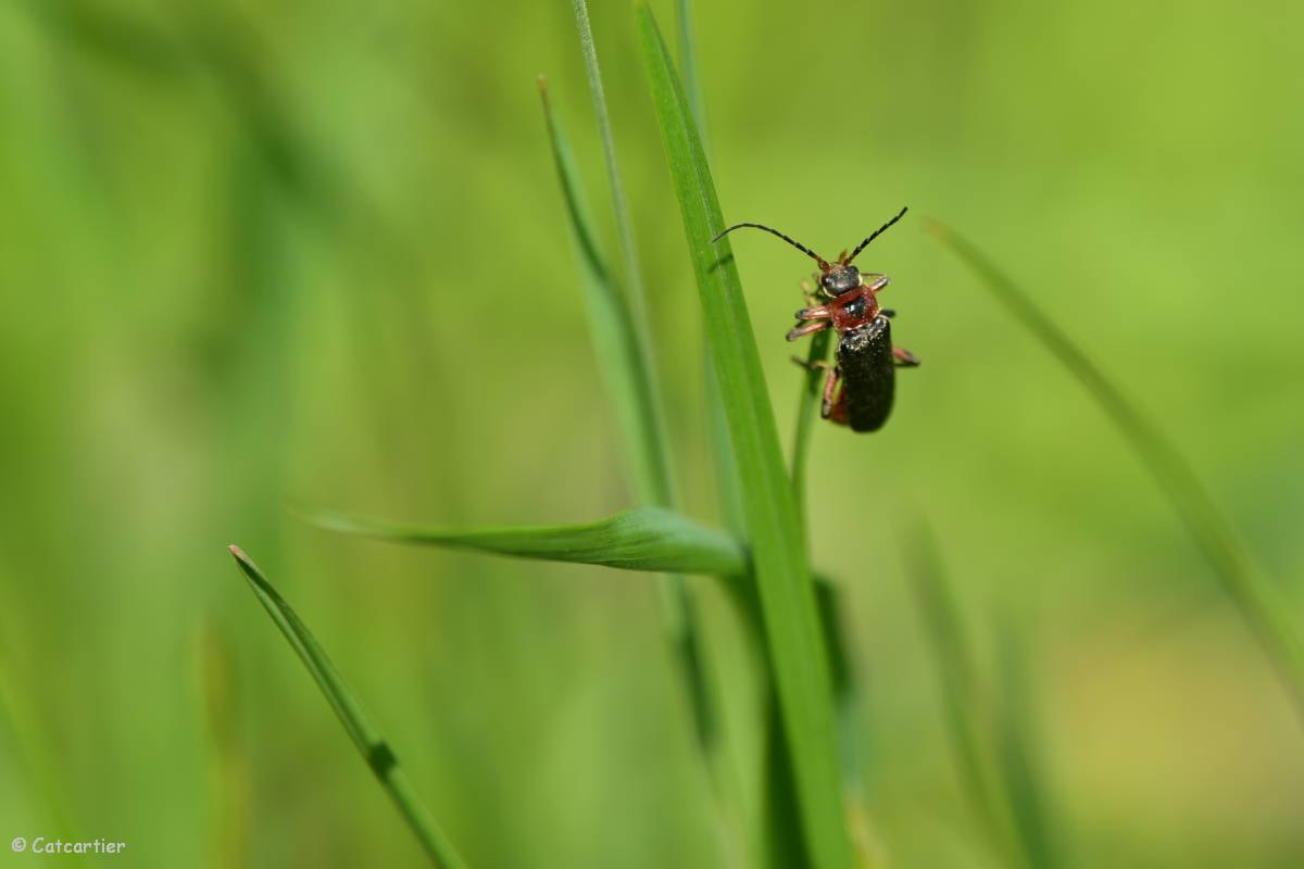 Nikon Nikkor AF-S 300mm F4E PF ED VR sample photo. Objectif atteint photography