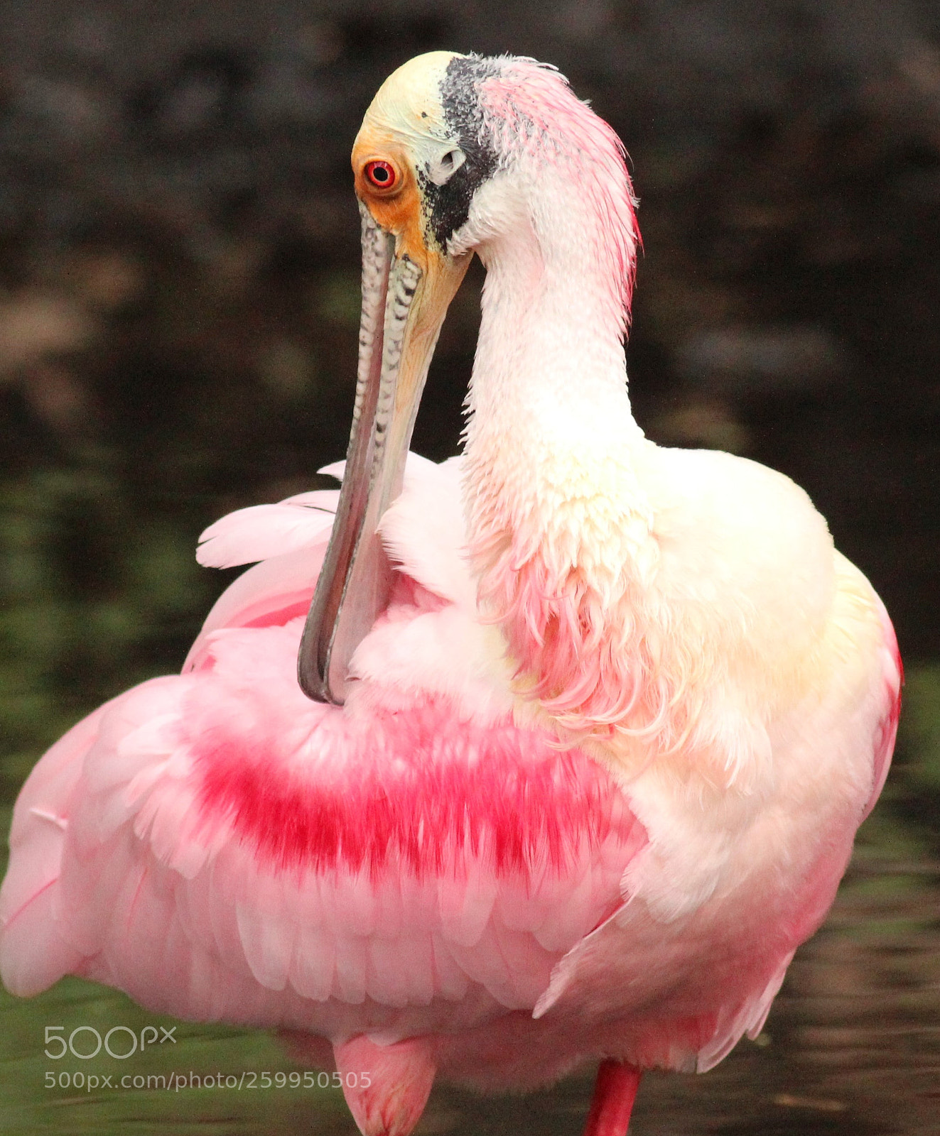 Canon EOS 600D (Rebel EOS T3i / EOS Kiss X5) sample photo. Roseate spoonbill photography