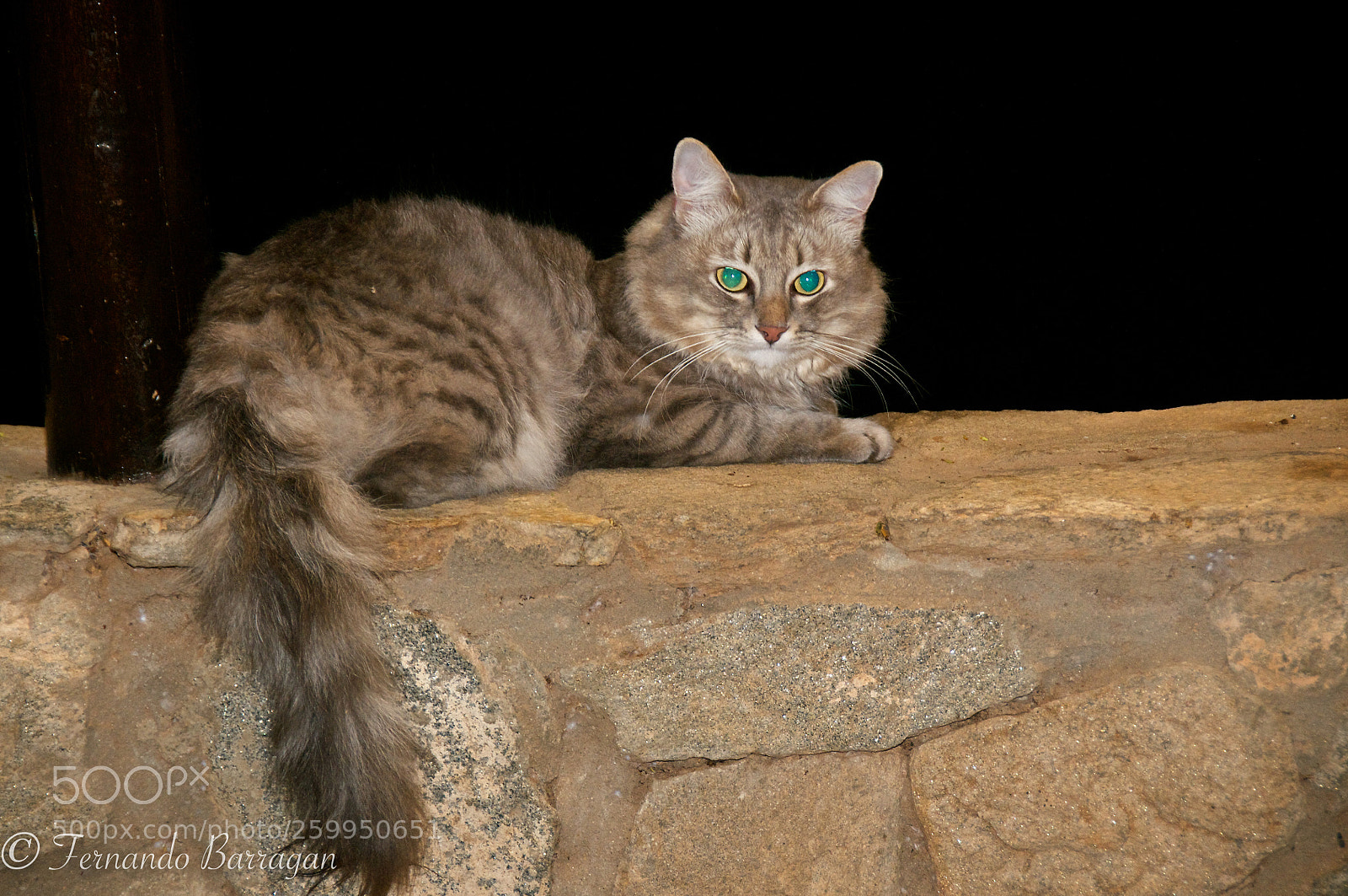 Nikon D300 sample photo. Gato en muro (de ) photography