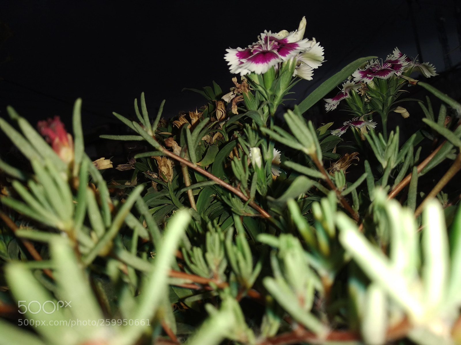 Xiaomi Redmi Note 5 sample photo. Lovely flower photography