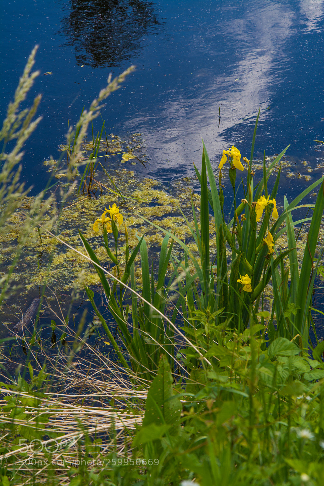 Nikon D5200 sample photo. Nature photography