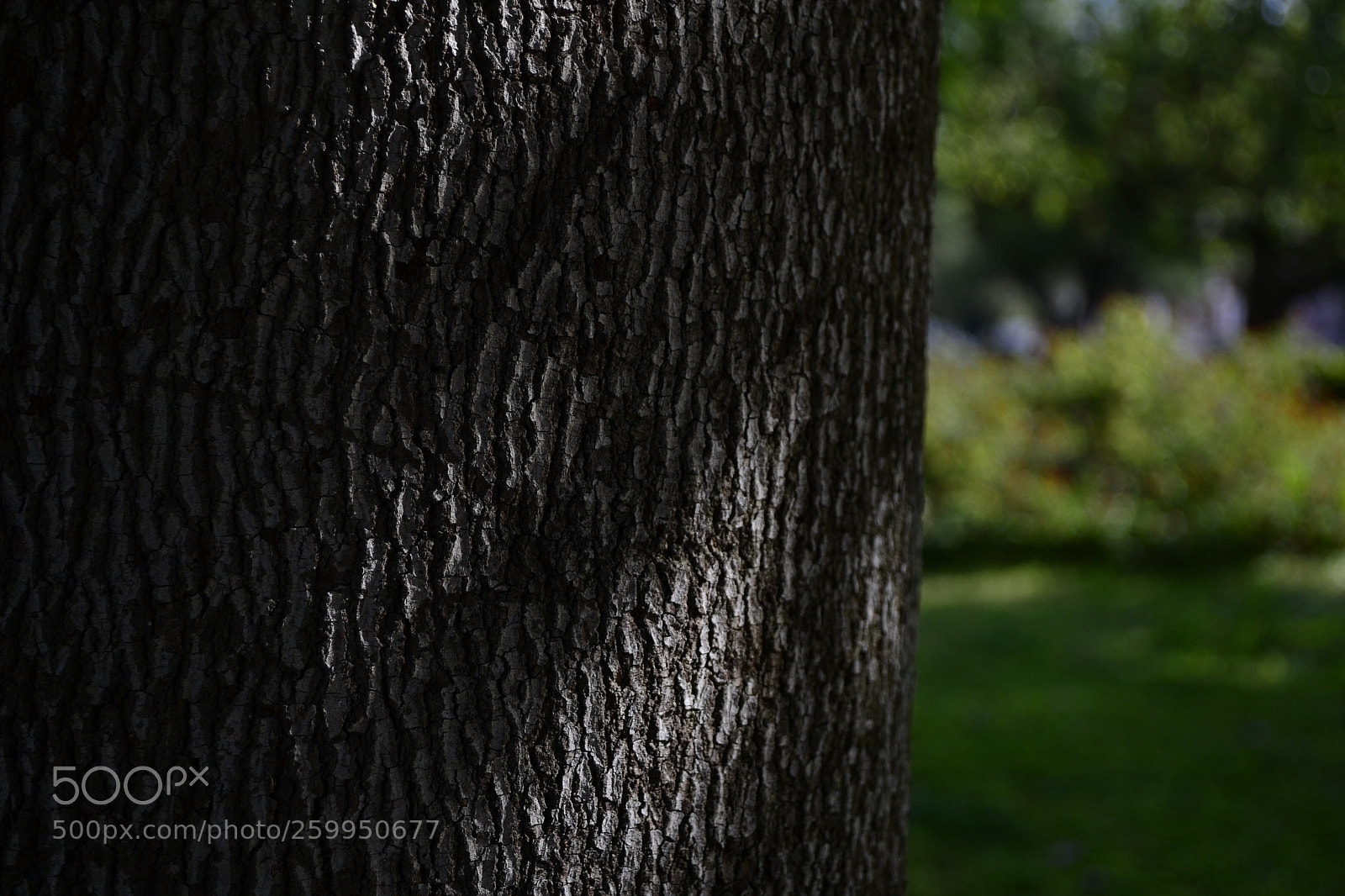 Nikon D3100 sample photo. Secret light photography