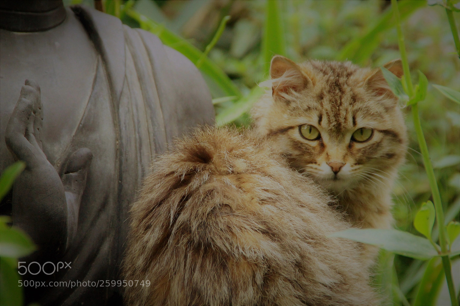 Canon EOS 700D (EOS Rebel T5i / EOS Kiss X7i) sample photo. No words necessary  photography