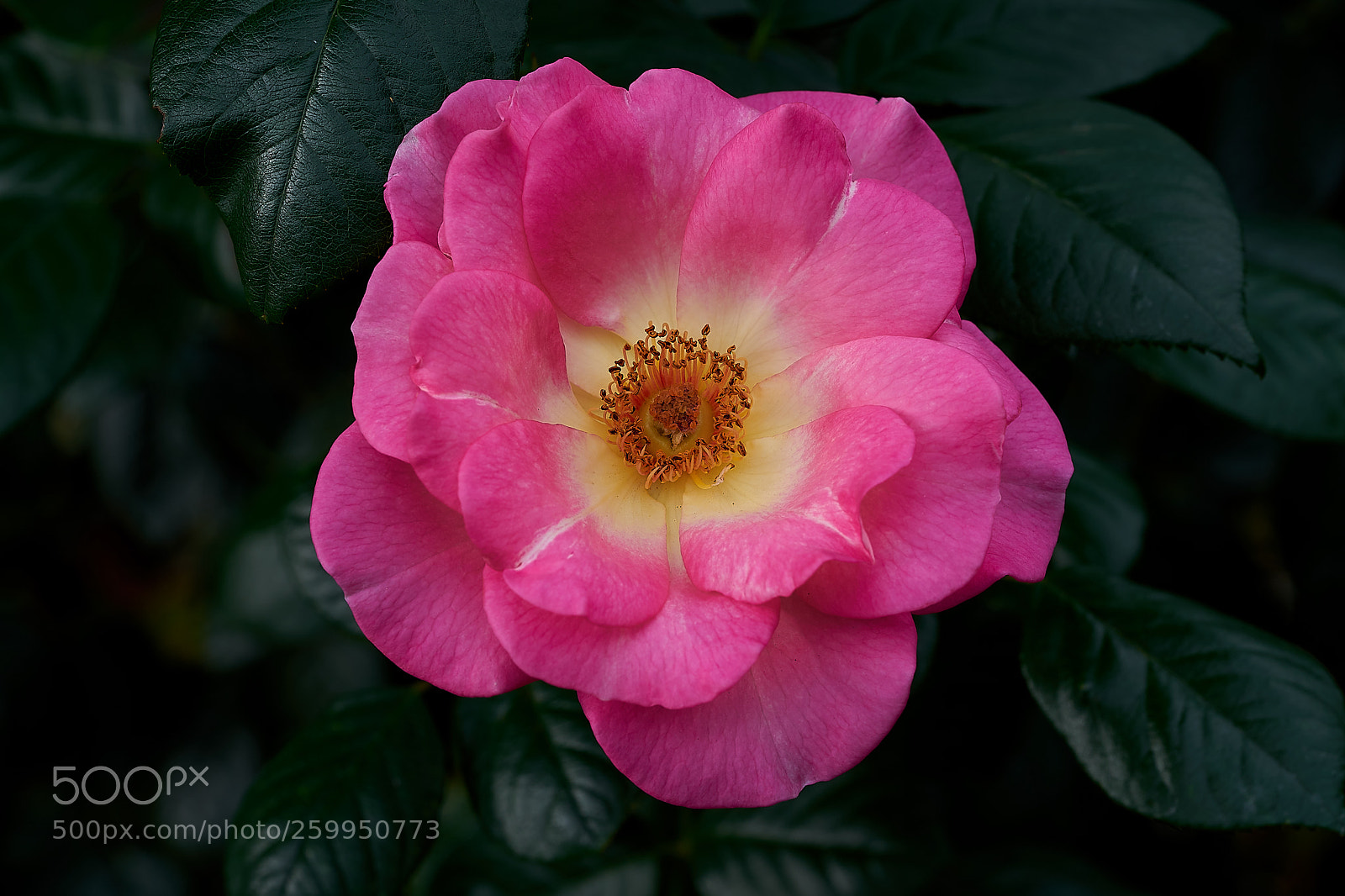 Sony a7 sample photo. Abg_180526_6 photography
