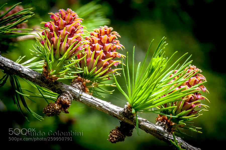 Nikon D700 sample photo. Spring time photography