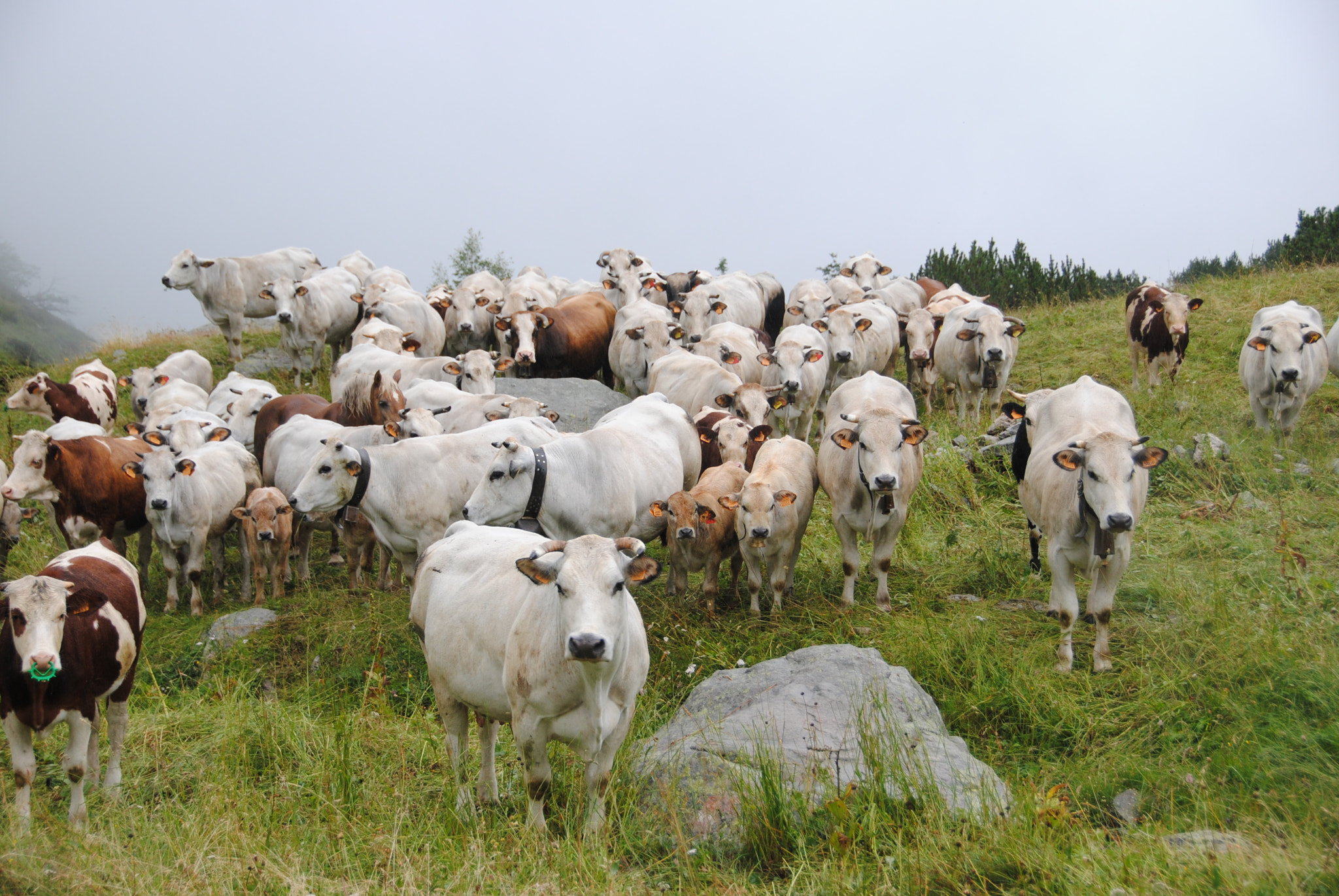 Nikon D3000 sample photo. Yes, we cows! photography
