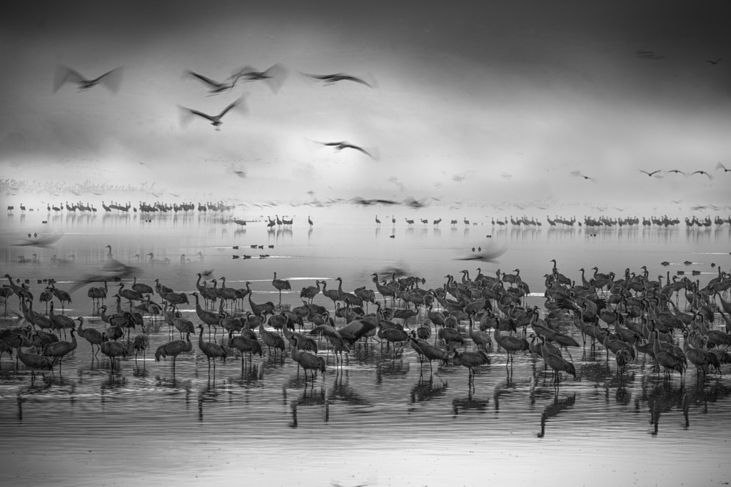 Cranes by the lake by Keren Or on 500px.com