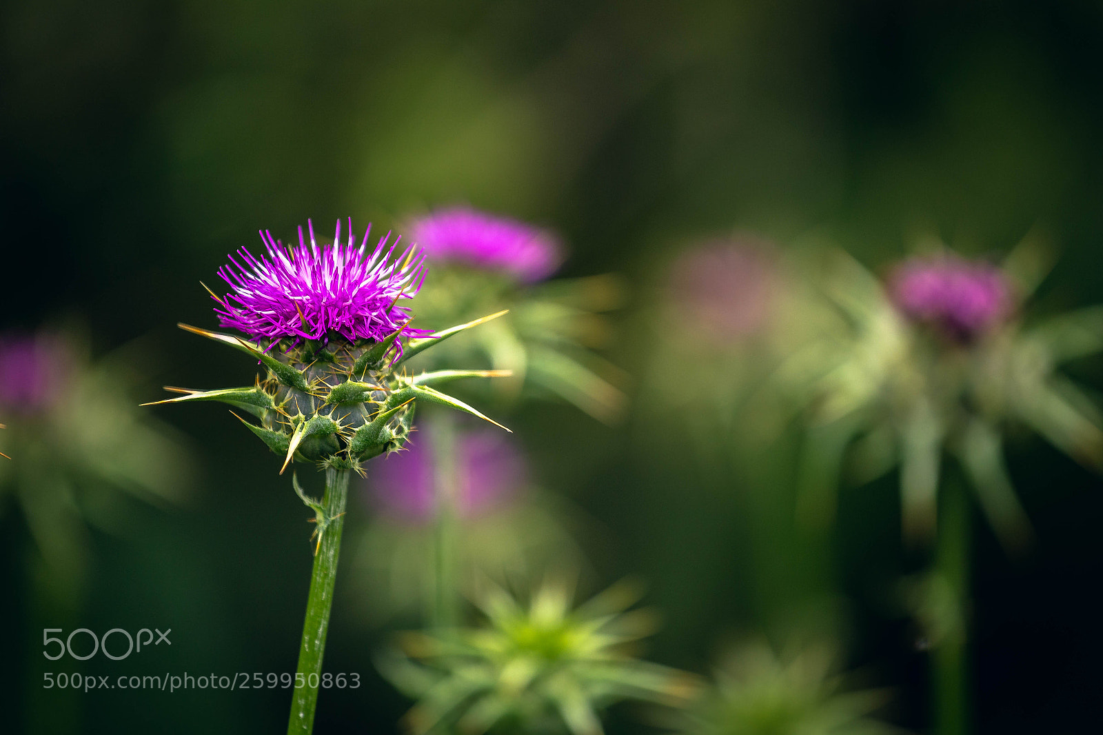 Canon EOS 6D sample photo. Cardo photography