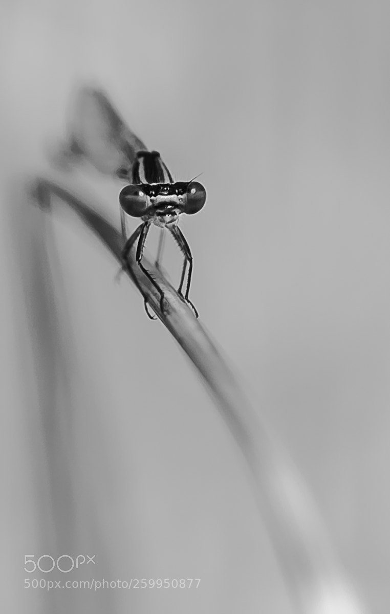 Nikon D600 sample photo. Суми-э photography
