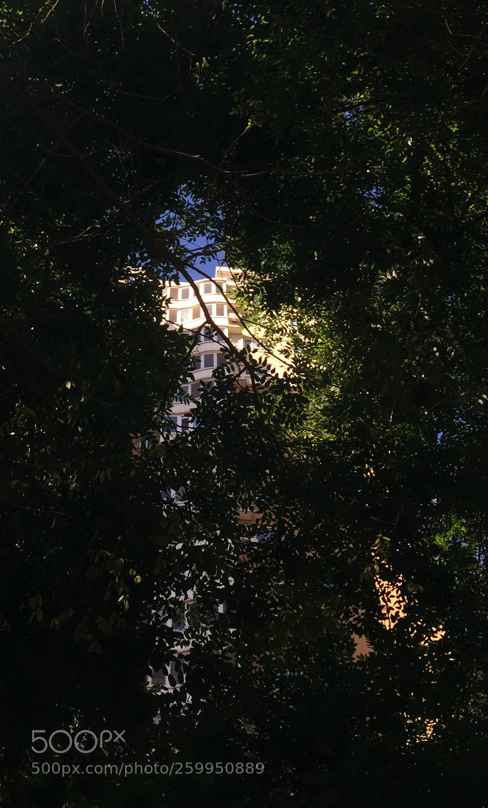 Apple iPhone 6 sample photo. Untitled photography