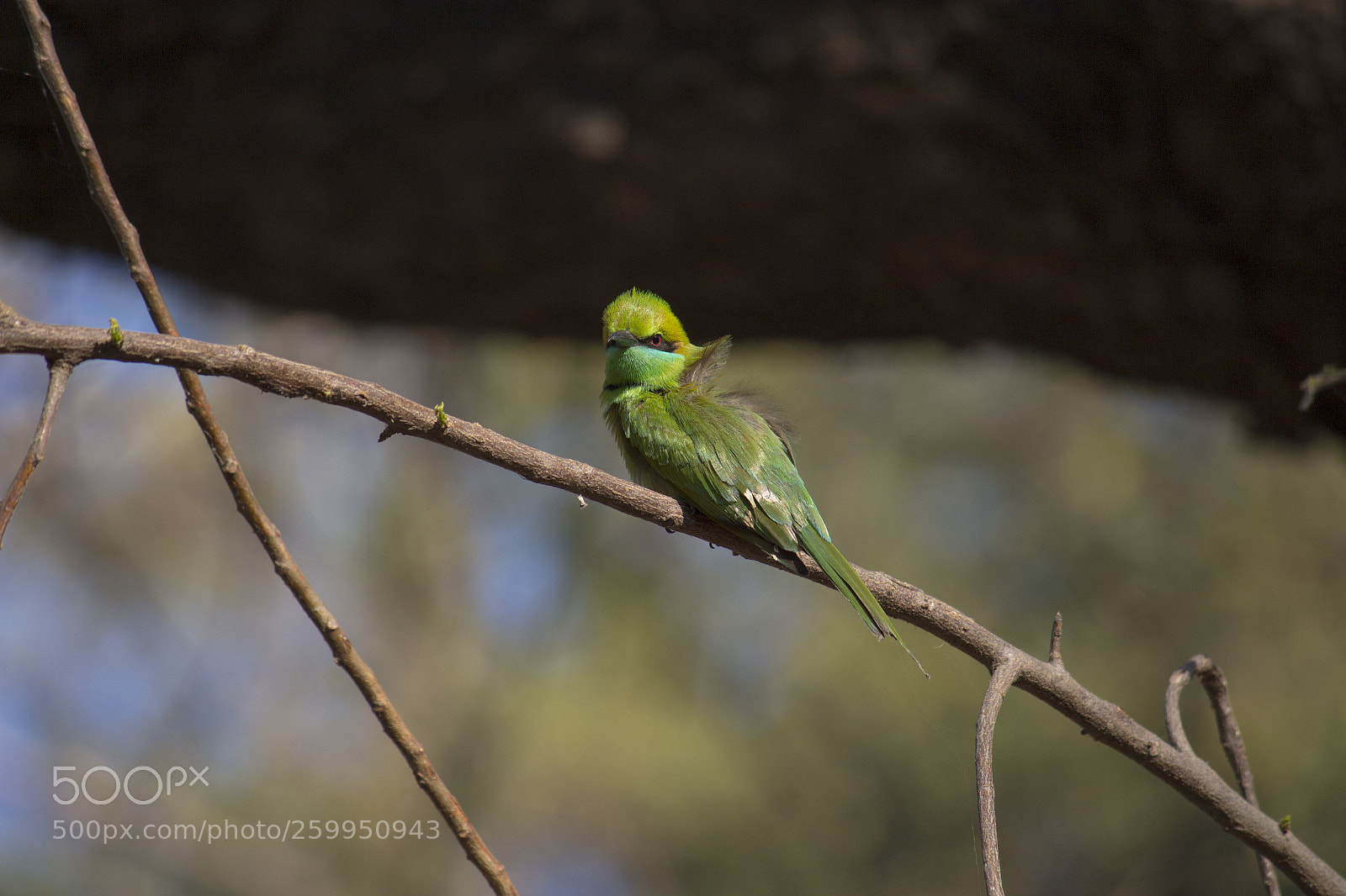 Canon EOS 700D (EOS Rebel T5i / EOS Kiss X7i) sample photo. Bee-eater bird photography