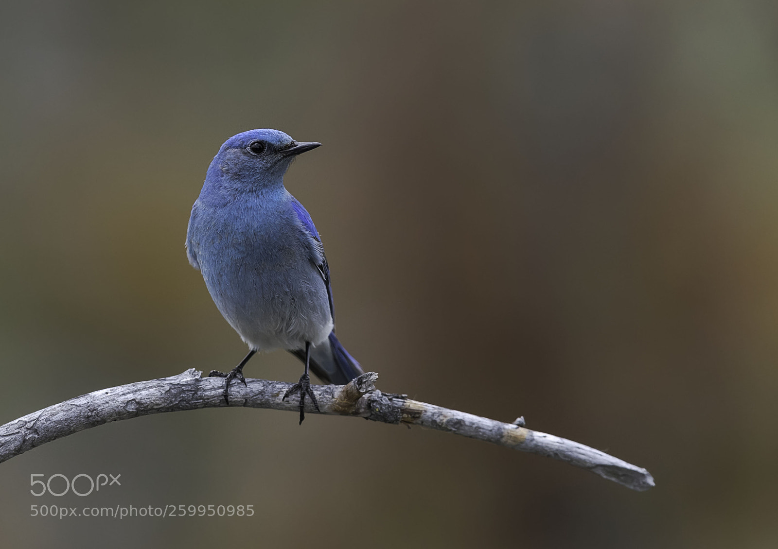 Canon EOS-1D X Mark II sample photo. Mountain bluebird photography