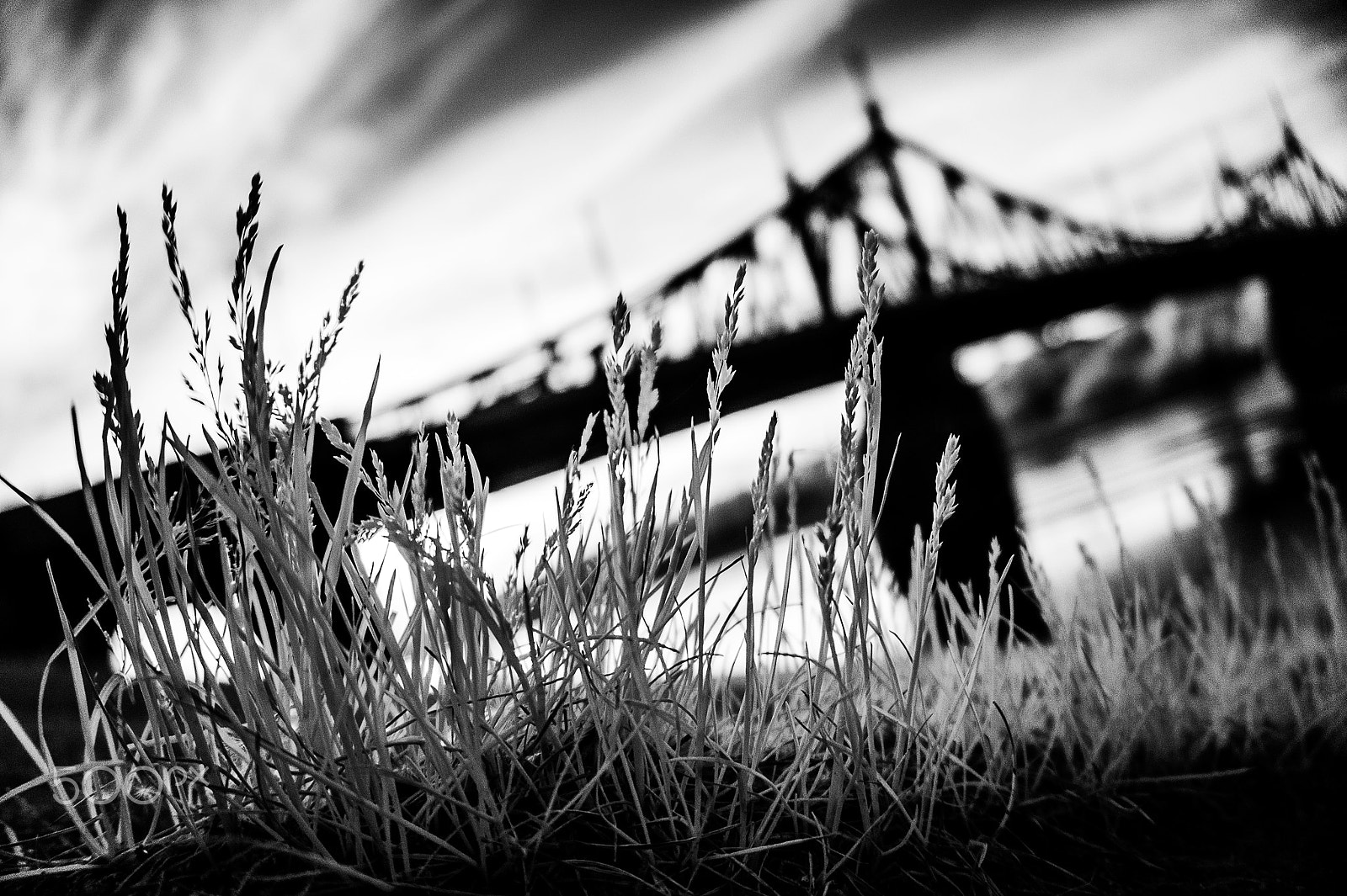 Sony Alpha NEX-3 sample photo. Ir bridge photography