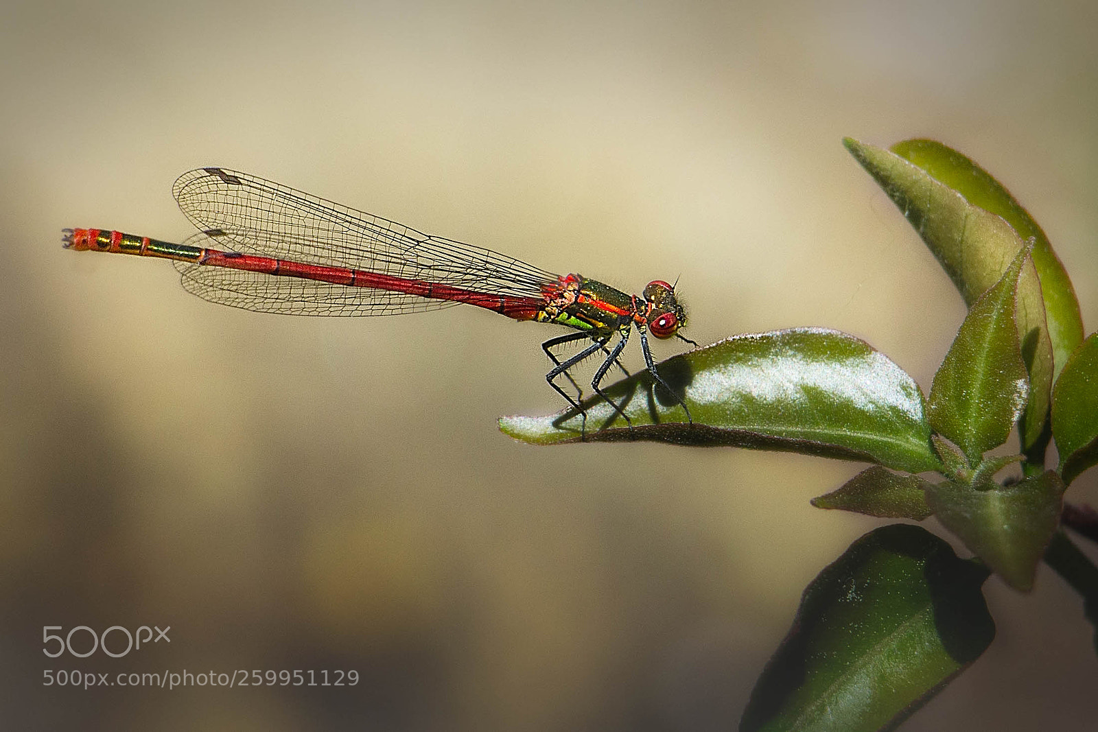 Canon EOS 70D sample photo. Damselfly photography