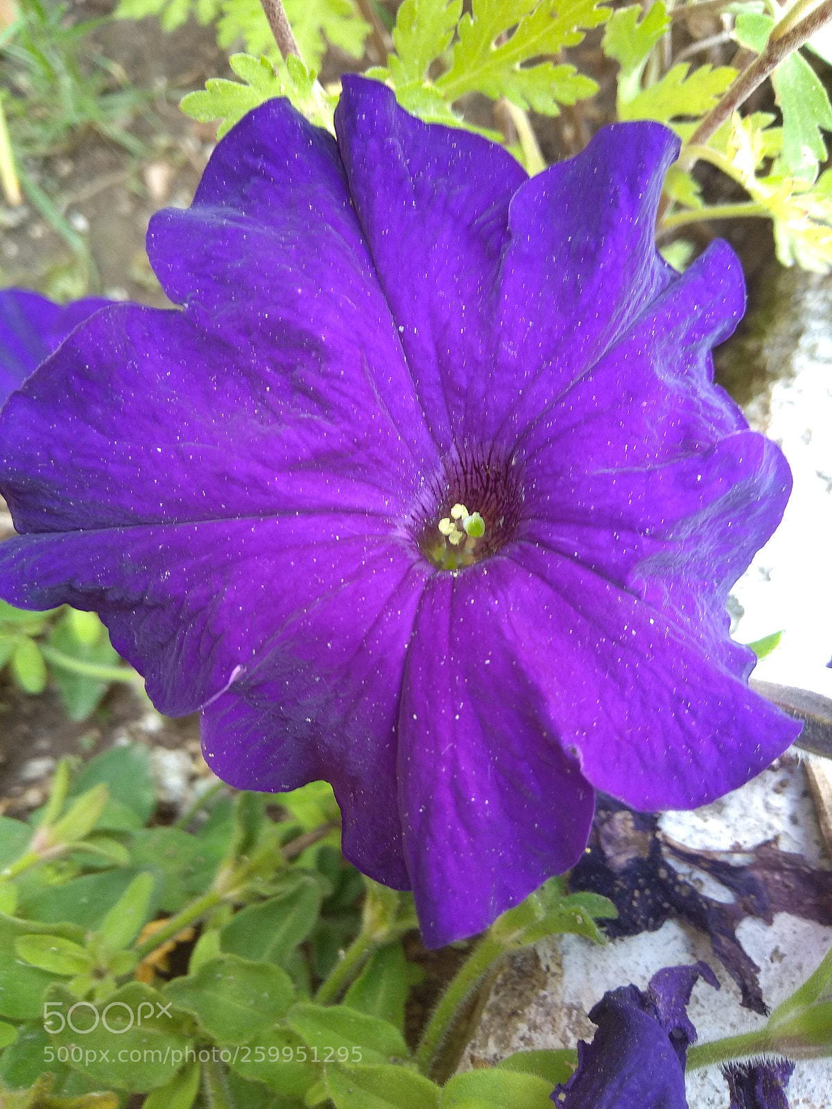 Xiaomi Redmi Note 4 sample photo. Untitled photography