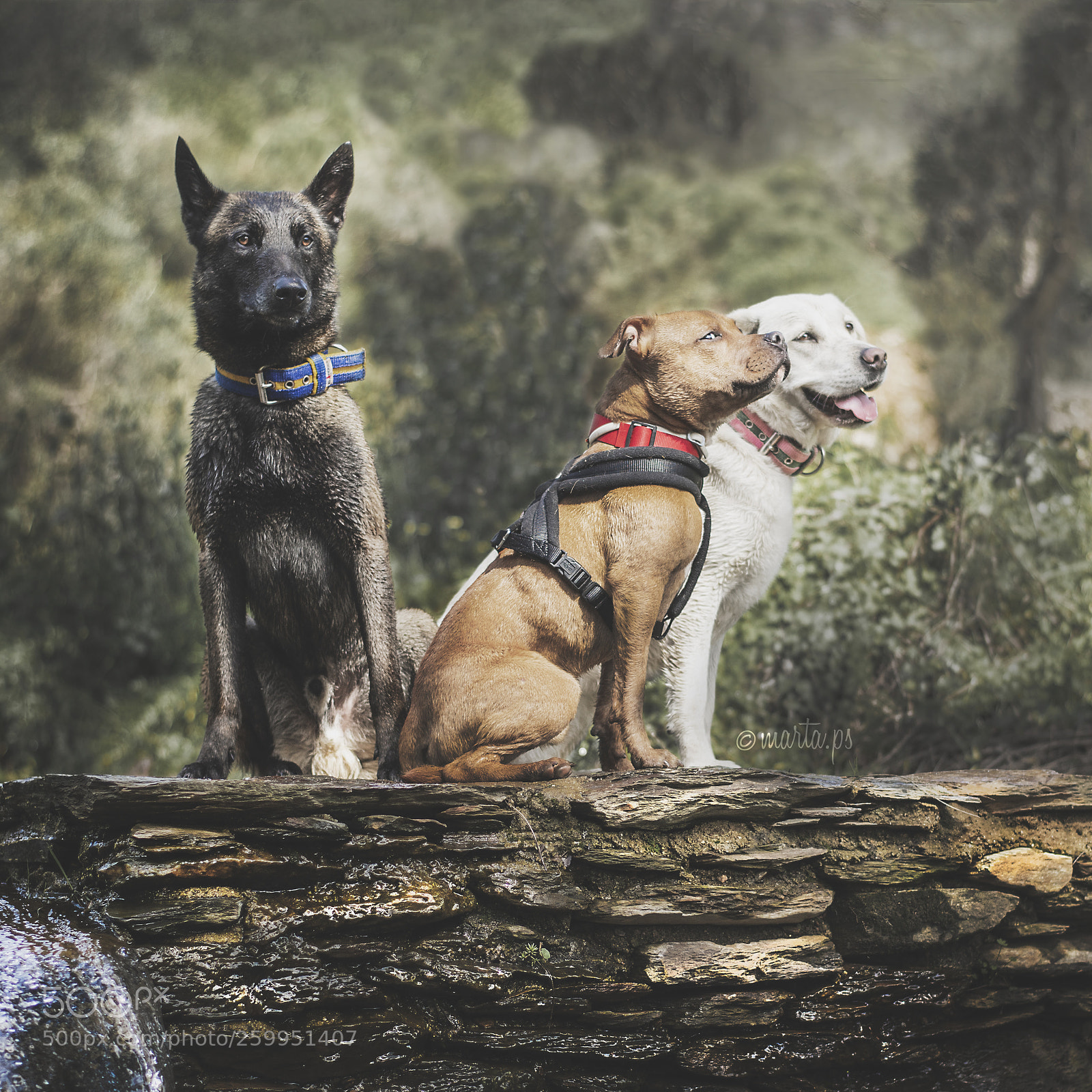 Nikon D500 sample photo. Raki, chilli & tori photography