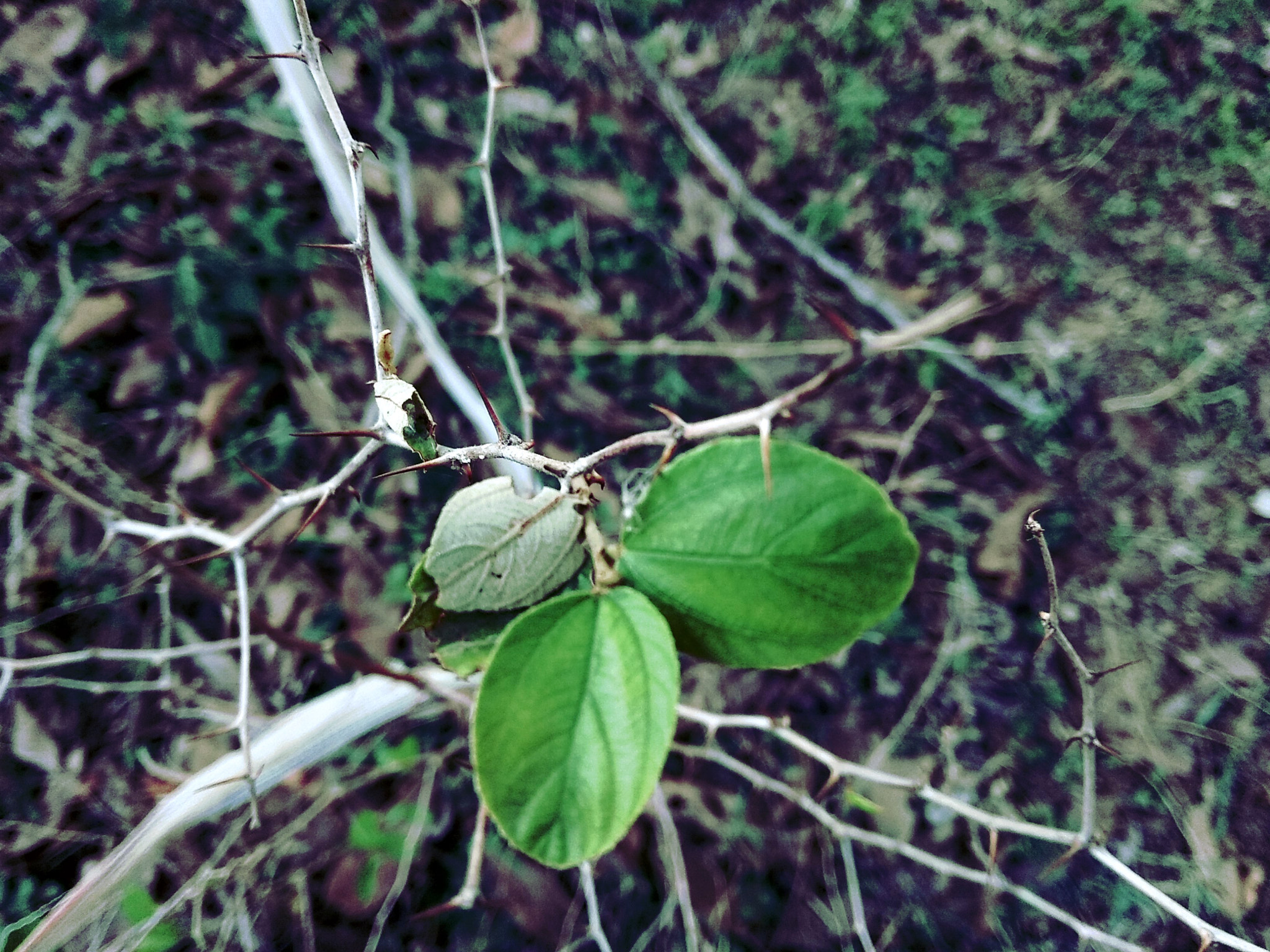 Xiaomi Redmi Note 5A sample photo. Leaf are ovel photography