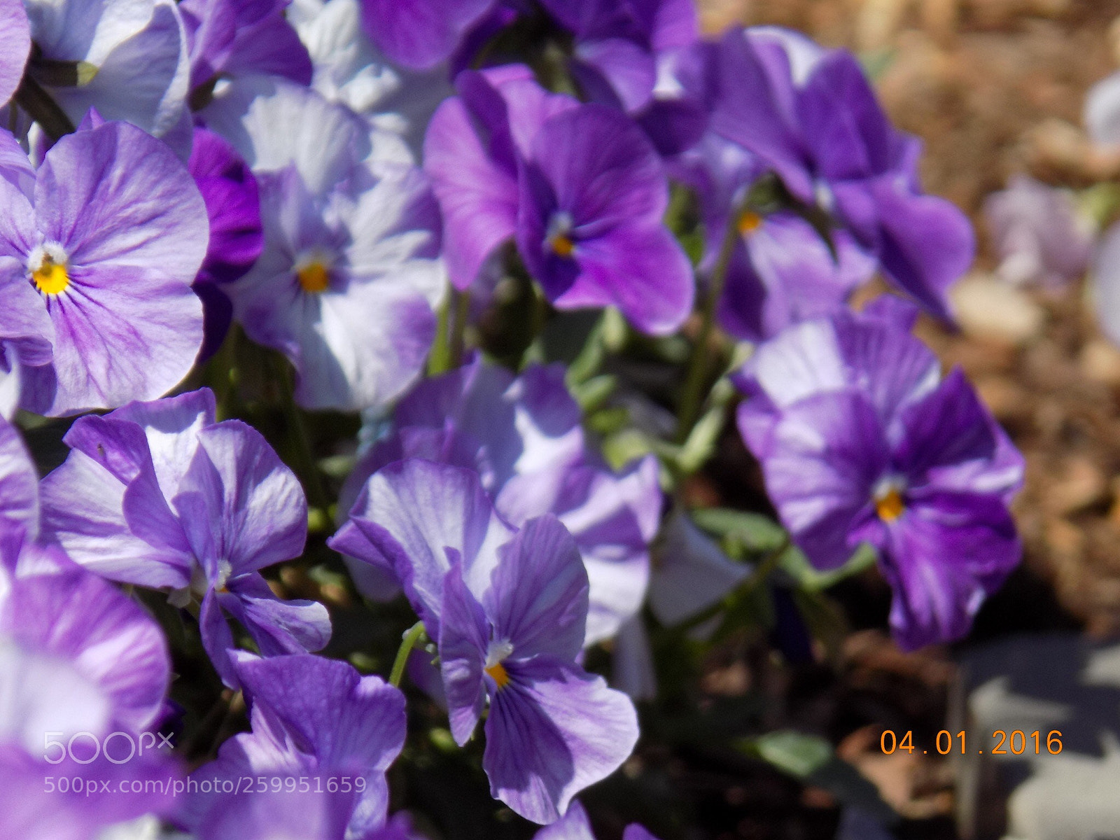 Nikon COOLPIX L340 sample photo. Purple flowers photography
