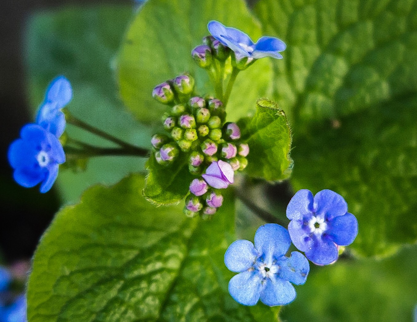 Canon PowerShot G1 X Mark II sample photo. Some go early  photography