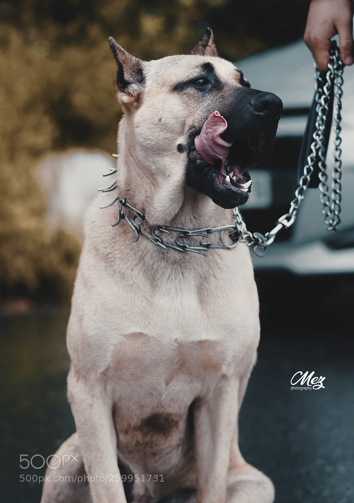 Sony SLT-A58 sample photo. D o g photography