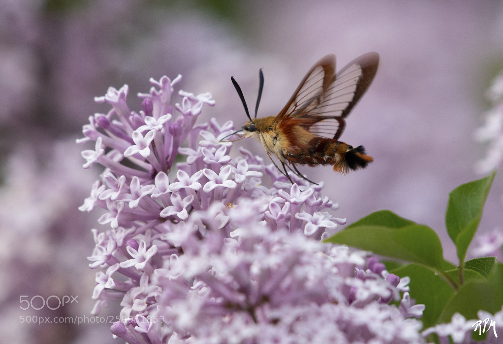 Nikon D500 sample photo. The lilac and the photography