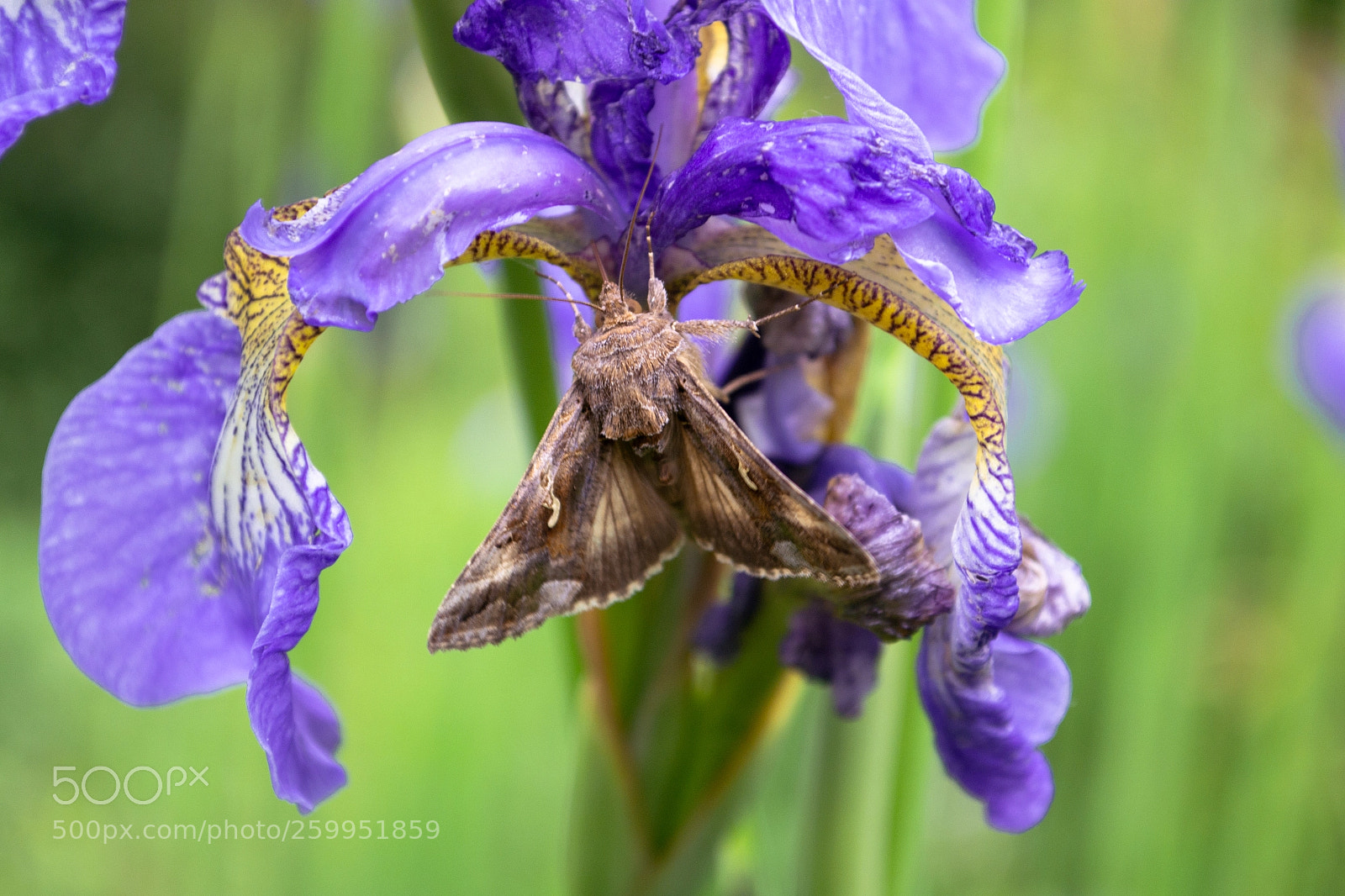 Nikon D3100 sample photo. Spring photography