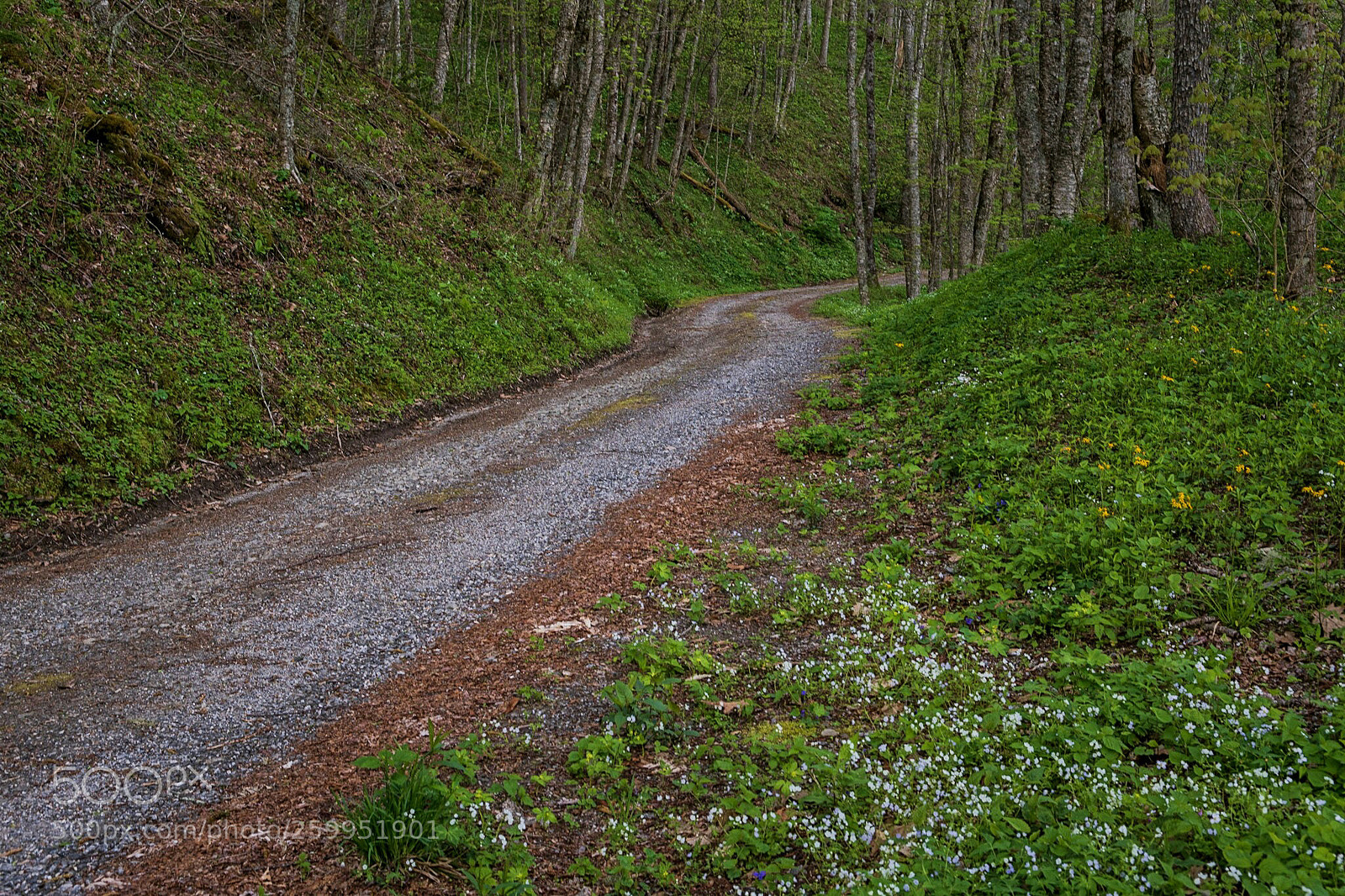 Nikon D7500 sample photo. Never stop your car photography