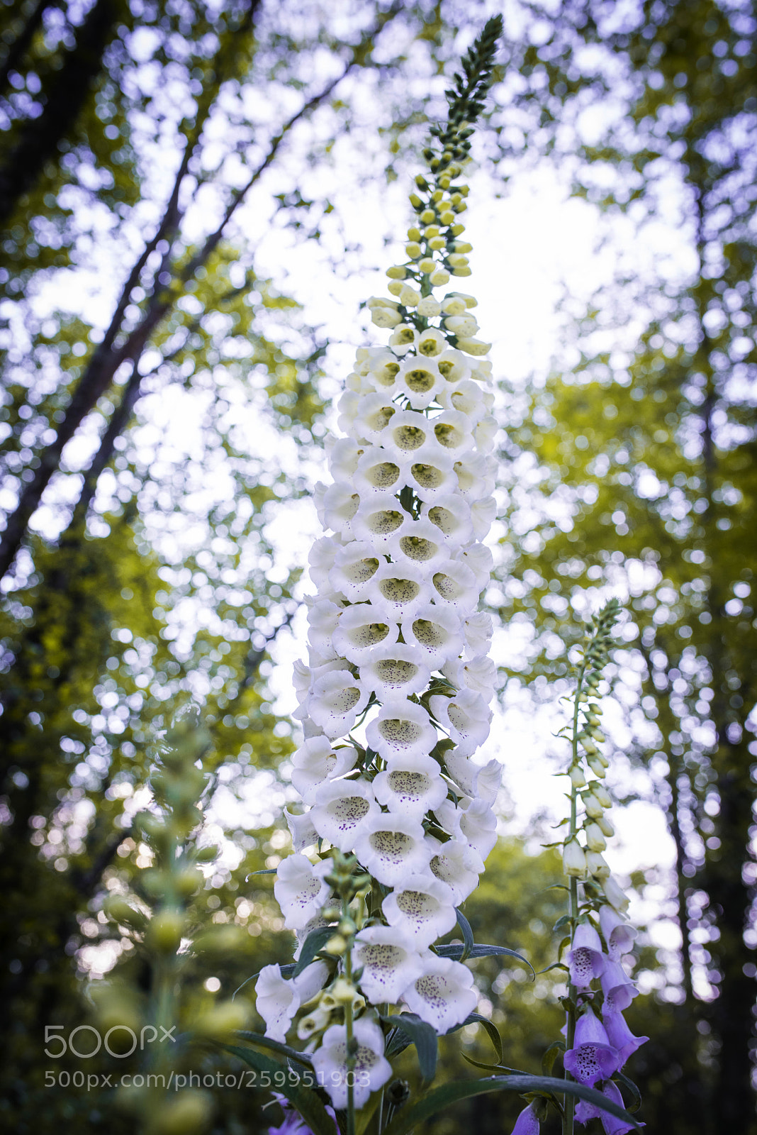 Nikon D810 sample photo. Flower photography