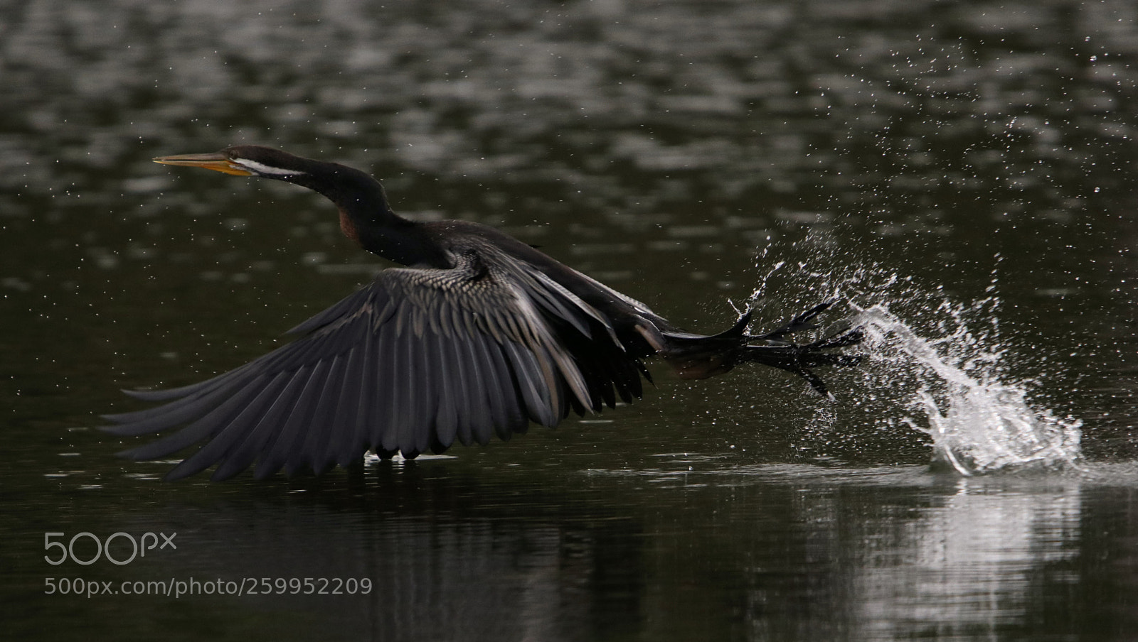 Canon EOS 80D sample photo. Take off photography