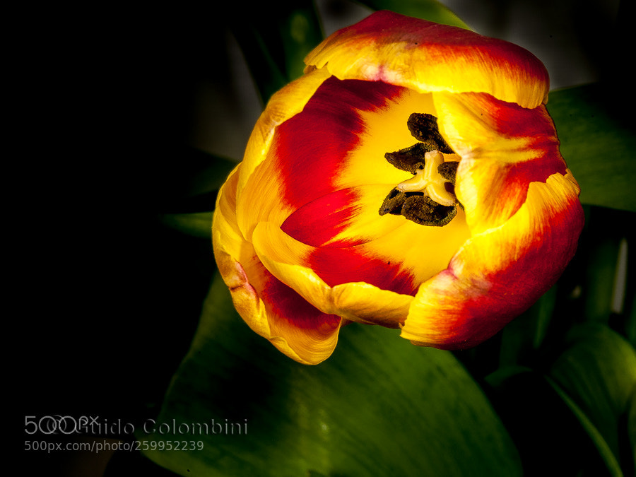 Nikon D700 sample photo. Tulip photography
