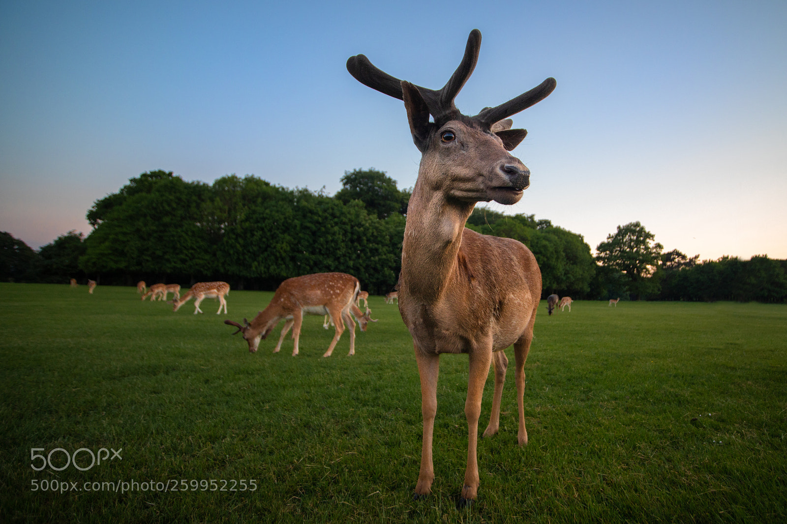 Canon EOS 5D Mark IV sample photo. Another deer photography