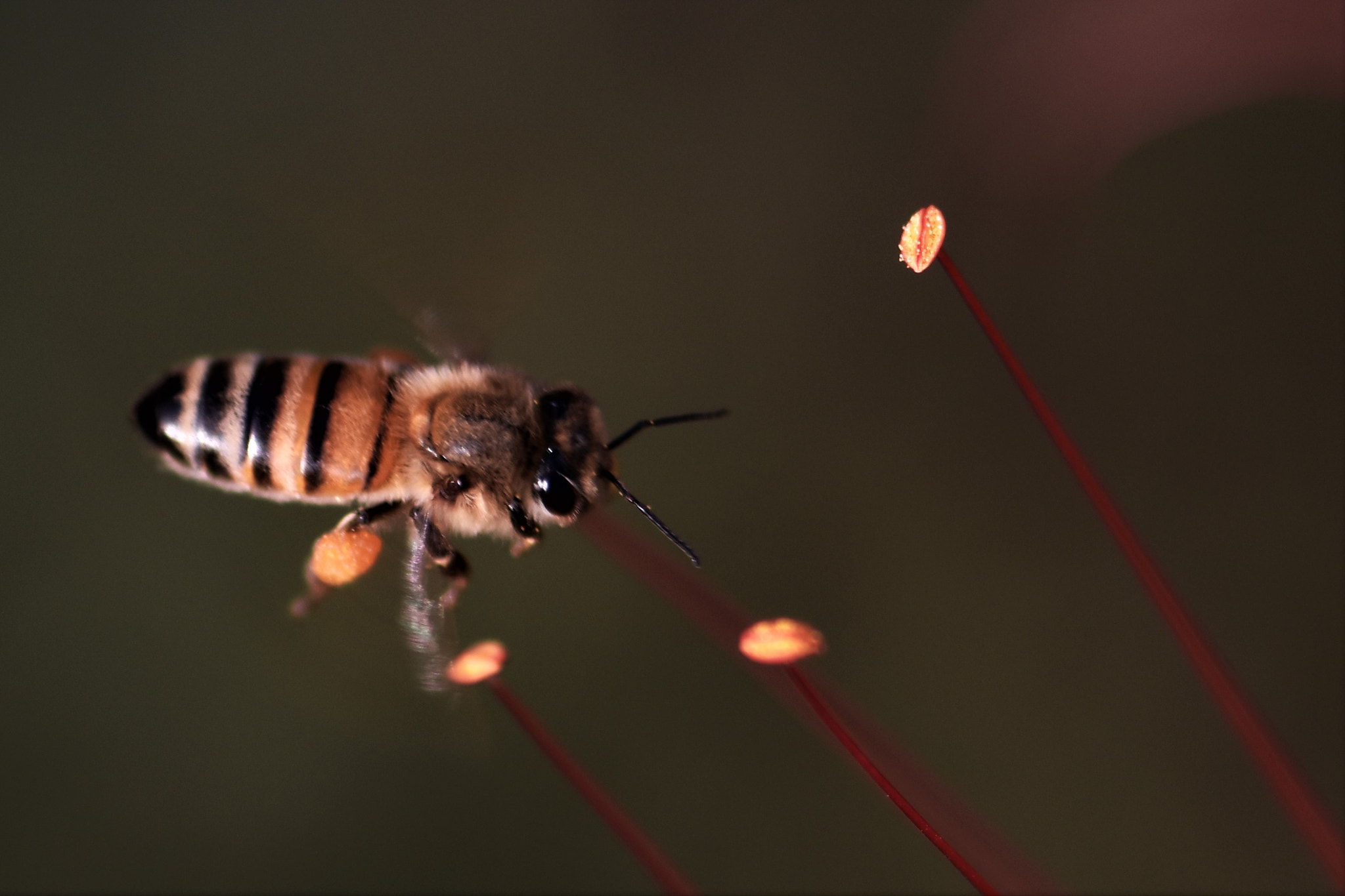 Nikon AF-S Micro-Nikkor 105mm F2.8G IF-ED VR sample photo. Close up . . . photography