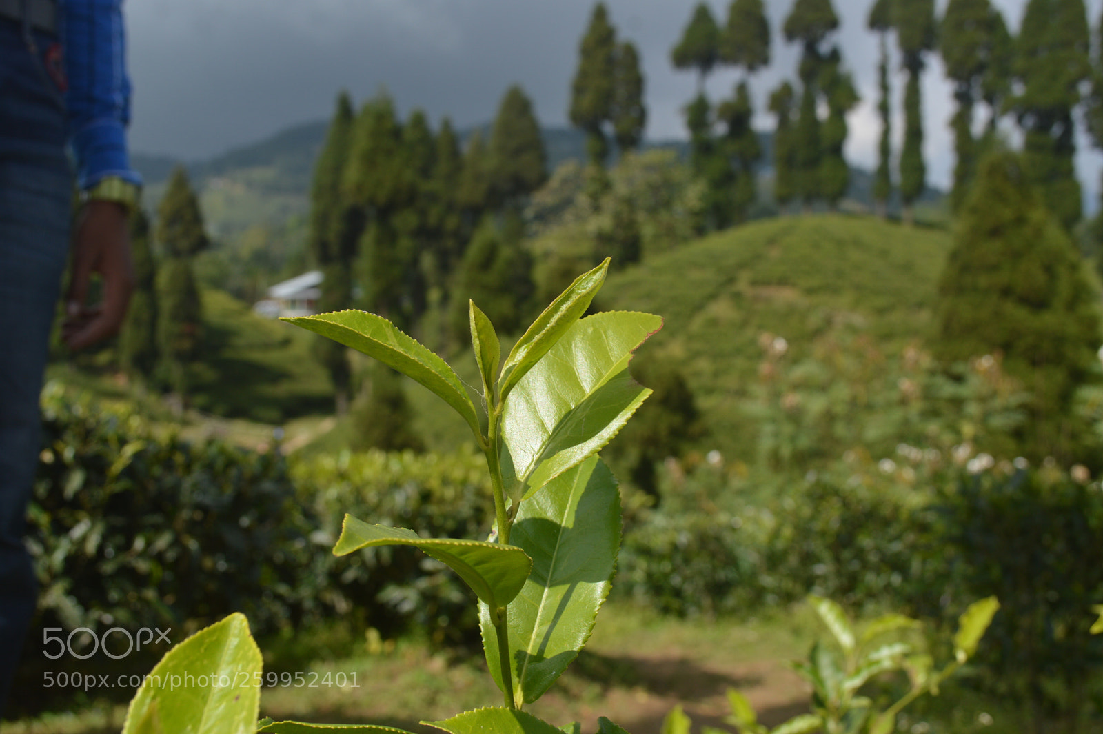 Nikon D3200 sample photo. Tiny tea plant photography