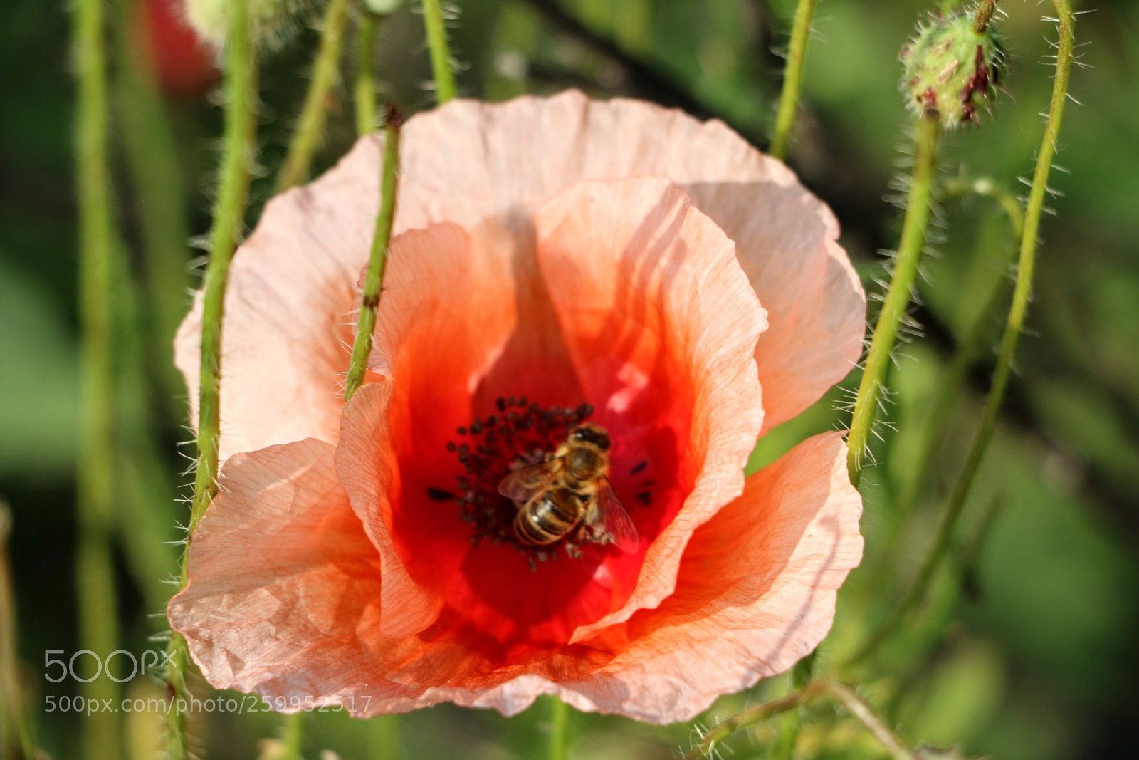 Canon EOS 70D sample photo. Touchdown photography