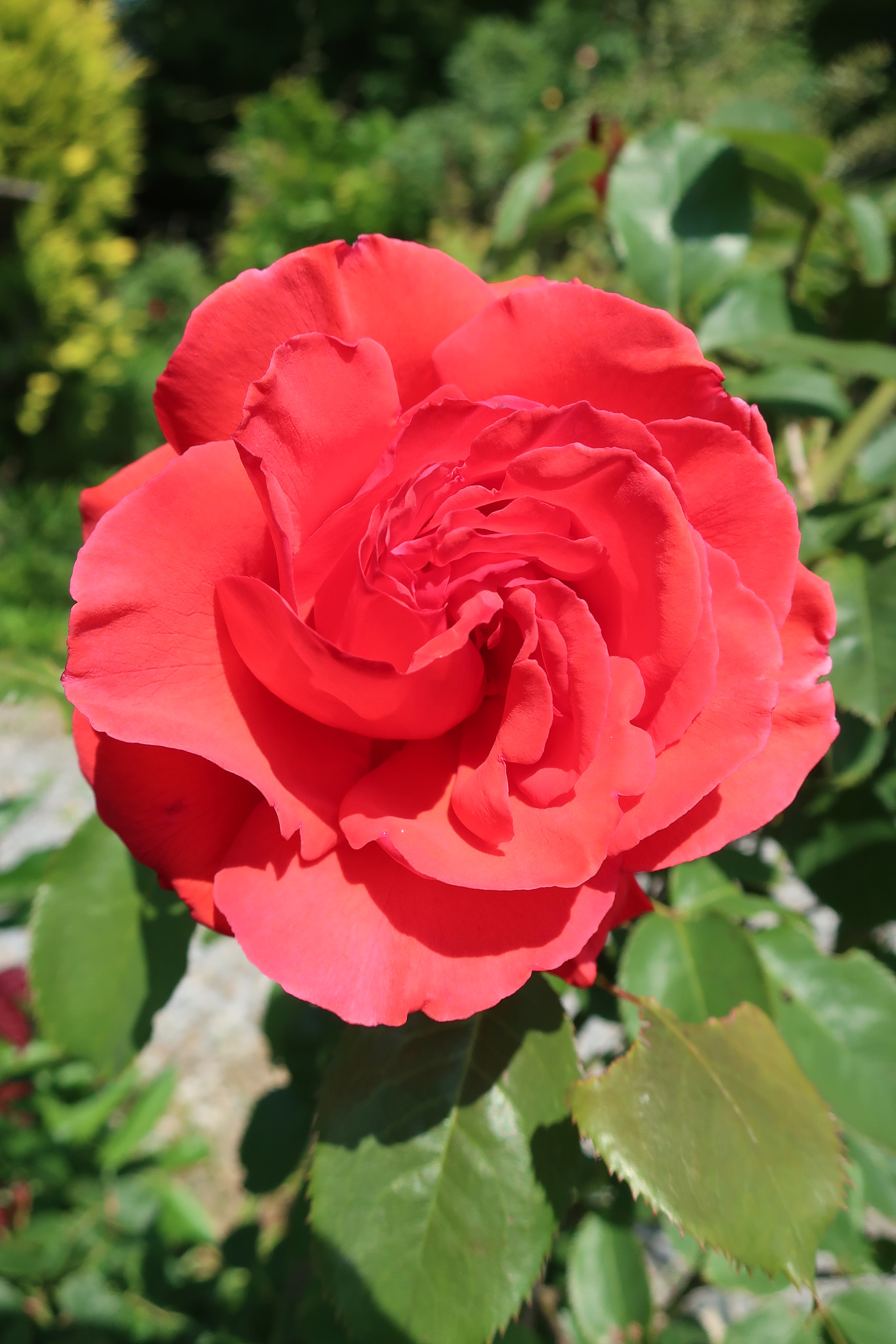 Canon PowerShot G9 X Mark II sample photo. Red rose photography