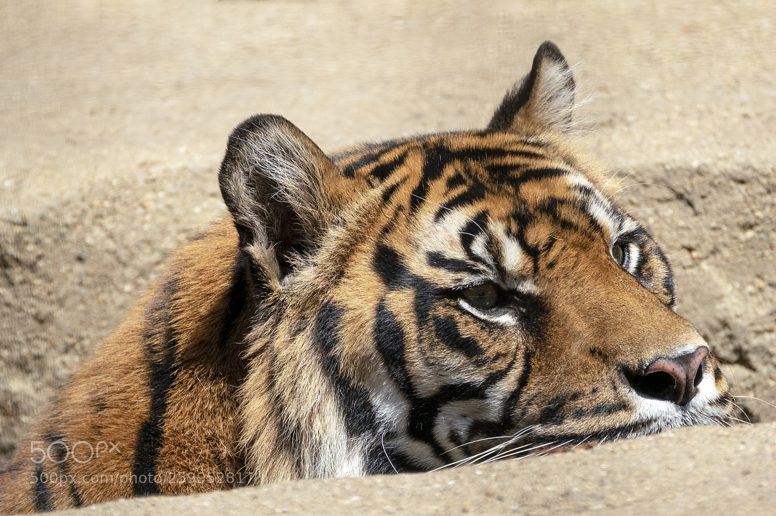 Sony a7R III sample photo. Sumatran tiger male tiger photography