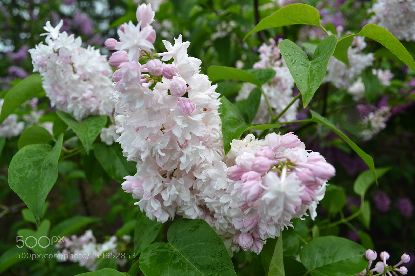 Nikon D3100 sample photo. Сирень бело-розовая photography