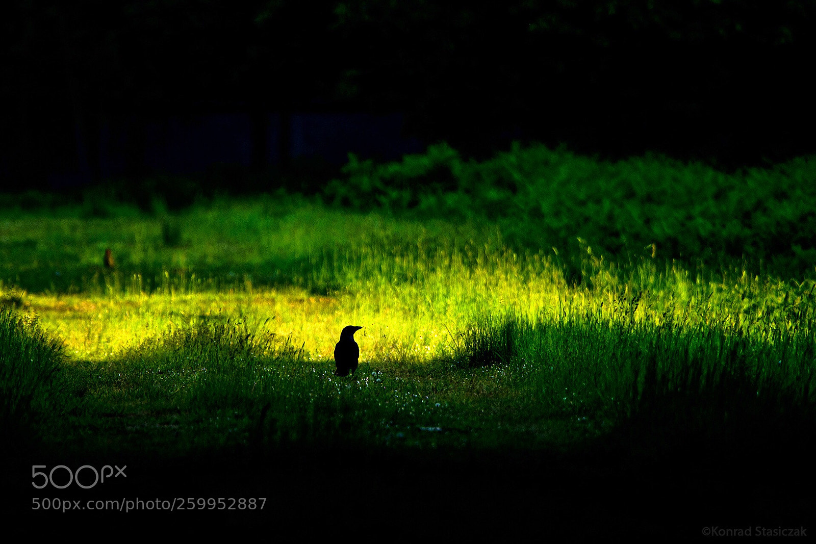 Nikon D7000 sample photo. Crow photography