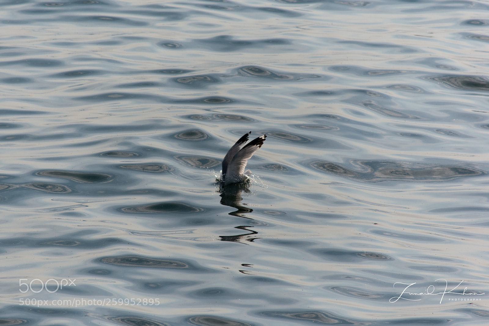 Nikon D3400 sample photo. Gull dive photography