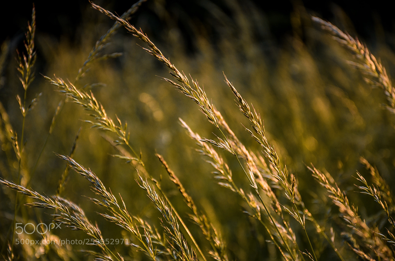 Nikon D7000 sample photo. Gold photography