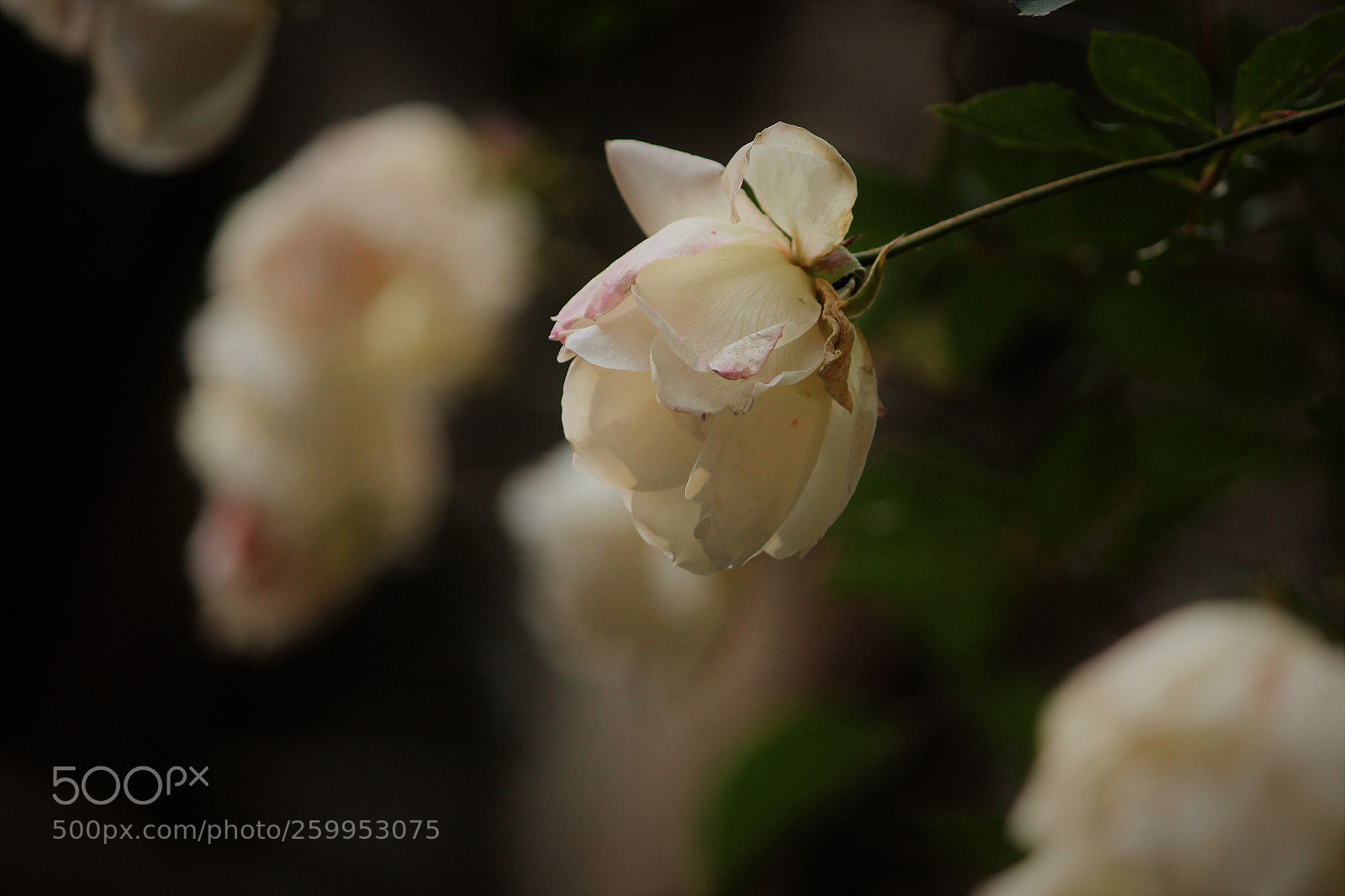 Canon EOS 1300D (EOS Rebel T6 / EOS Kiss X80) sample photo. Untitled photography